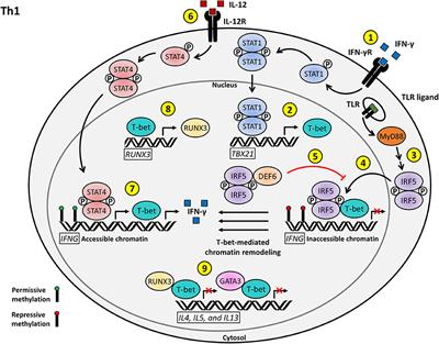 Potential T Cell-Intrinsic Regulatory Roles for IRF5 via Cytokine Modulation in T Helper Subset Differentiation and Function